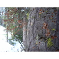 Holes in the Bark